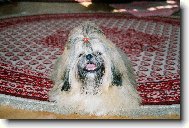 �icu, Shih-Tzu