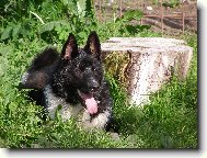 Laika Russko-Evropeiskaia