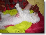 Bichon � poil fris�, Bichon Frise