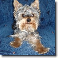 Yorkshire Terrier