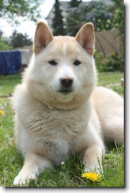 Shiba inu \(Dog standard\)