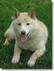 Shiba inu \(Dog standard\)