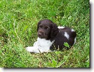 Kleiner M�nsterlander, Small Munsterlander