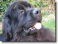 Newfoundland \(Dog standard\)