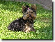 Yorkshire Terrier