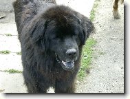Newfoundland \(Dog standard\)