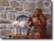 Bichon � poil fris�, Bichon Frise