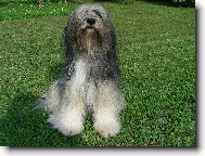 Tibetan Terrier