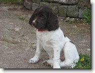 Kleiner M�nsterlander, Small Munsterlander