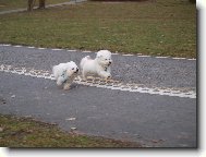 Bichon � poil fris�, Bichon Frise