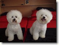 Bichon � poil fris�, Bichon Frise