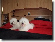 Bichon � poil fris�, Bichon Frise