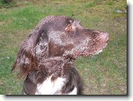 Kleiner M�nsterlander, Small Munsterlander