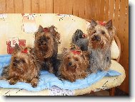 Yorkshire Terrier