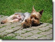 Yorkshire Terrier