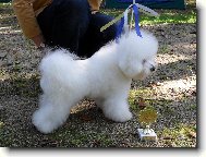 Bichon � poil fris�, Bichon Frise