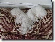 Bichon � poil fris�, Bichon Frise