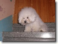 Bichon � poil fris�, Bichon Frise