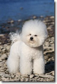 Bichon � poil fris�, Bichon Frise