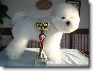 Bichon � poil fris�, Bichon Frise