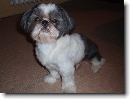�icu, Shih-Tzu