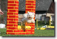 Bichon � poil fris�, Bichon Frise