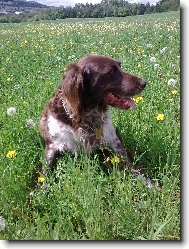 Kleiner M�nsterlander, Small Munsterlander