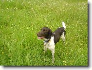 Kleiner M�nsterlander, Small Munsterlander