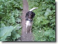 Kleiner M�nsterlander, Small Munsterlander