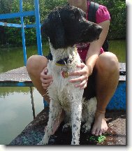 Kleiner M�nsterlander, Small Munsterlander