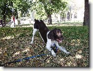 Kleiner M�nsterlander, Small Munsterlander