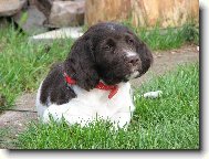 Kleiner M�nsterlander, Small Munsterlander