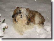 �icu, Shih-Tzu