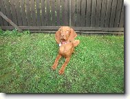 Hungarian short-haired pointer \(vizsla\) \(Dog standard\)