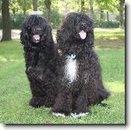 Cao de agua Portugu�s, Portuguese Water Dog