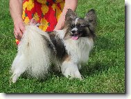 Continental Toy Spaniel