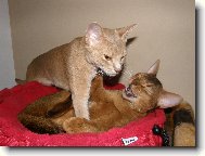 Abyssinian cat