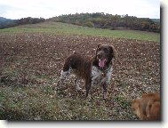 Kleiner M�nsterlander, Small Munsterlander