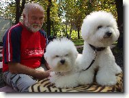 Bichon � poil fris�, Bichon Frise