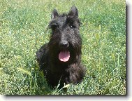 Scottish terrier