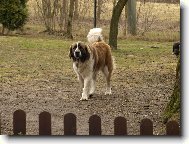 Moskevsk� str�n� pes