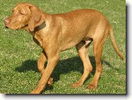 Hungarian short-haired pointer \(vizsla\) \(Dog standard\)