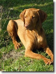 Hungarian short-haired pointer \(vizsla\) \(Dog standard\)