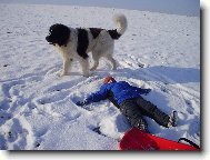Landseer europ�isch-kontinentaler Typ, Landseer Continental-European type