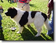 Landseer europ�isch-kontinentaler Typ, Landseer Continental-European type