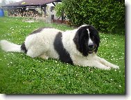 Landseer europ�isch-kontinentaler Typ, Landseer Continental-European type
