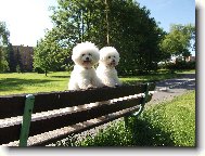 Bichon frise