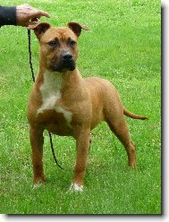 American Staffordshire Terrier Blue Lacy