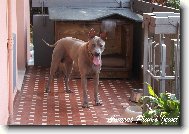 Thailand-Ridgeback