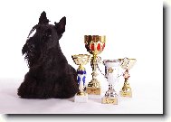 Scottish terrier